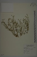 登錄號:S092637藏品圖，第1張