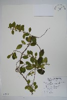 武靴藤藏品圖，第1張