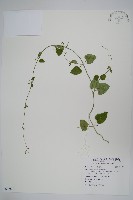 登錄號:S092641藏品圖，第1張