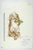 平原菟絲子藏品圖，第1張