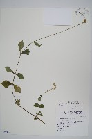 蔓雞冠、絹毛莧藏品圖，第1張