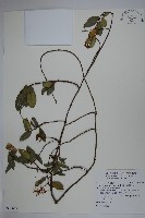 細梗絡石藏品圖，第1張