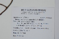 細梗絡石藏品圖，第2張