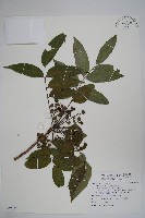 木蠟樹、山漆藏品圖，第1張