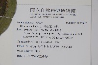 木蠟樹、山漆藏品圖，第2張