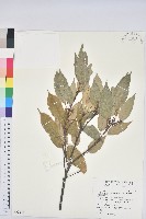 青剛櫟、鐵椆藏品圖，第1張