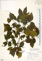 朴樹藏品圖，第1張