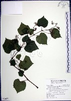 漢氏山葡萄藏品圖，第1張
