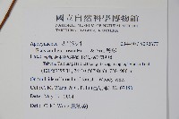 酸藤藏品圖，第2張