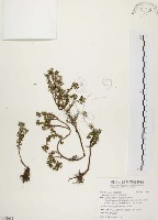 毛馬齒莧藏品圖，第1張