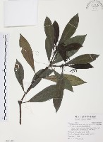 九節木、牛屎烏、青龍吐霧藏品圖，第1張