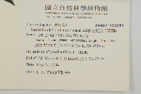 草珊瑚、紅果金粟蘭藏品圖，第2張