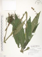 杜若藏品圖，第1張