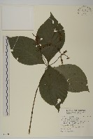 臺灣及己藏品圖，第1張