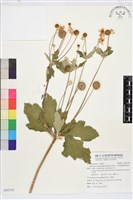 小白頭翁、野棉花藏品圖，第1張