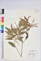 巒大越橘藏品圖，第1張