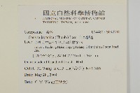 日本假蓬藏品圖，第2張