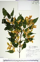 尖葉槭藏品圖，第1張