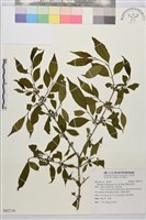 畢祿山鼠李藏品圖，第1張