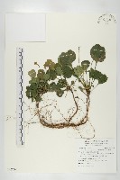 倒卵葉裂緣花藏品圖，第1張