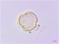 紫珠葉泡花藏品圖，第1張