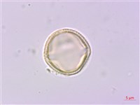 紫珠葉泡花藏品圖，第2張