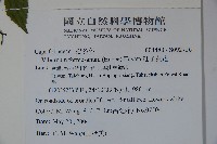 紅子莢迷藏品圖，第2張