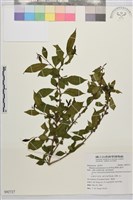 畢祿山鼠李藏品圖，第1張