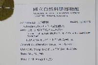 硬齒獼猴桃藏品圖，第2張