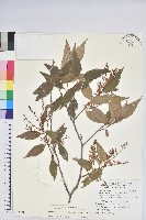 巒大越橘藏品圖，第1張