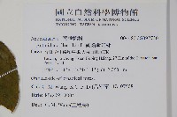 硬齒獼猴桃藏品圖，第2張