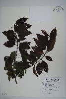 刻脈冬青藏品圖，第1張