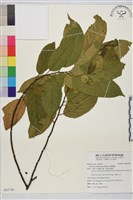 桶鉤藤藏品圖，第1張