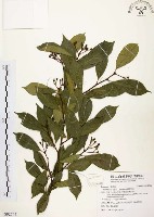 臺灣石楠藏品圖，第1張