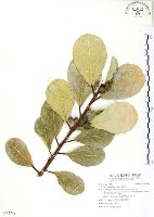 蔓榕藏品圖，第1張