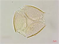 假赤楊、有丹樹、丹招樹藏品圖，第3張