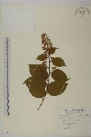 雷公藤藏品圖，第1張