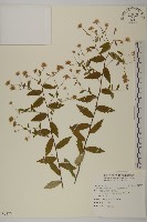 桃園馬蘭藏品圖，第1張