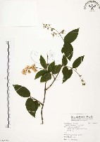 心基葉溲疏藏品圖，第1張