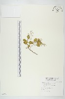 大葉火焰草藏品圖，第1張