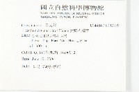大葉火焰草藏品圖，第2張
