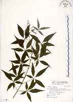 黃荊藏品圖，第1張