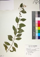 苦林盤藏品圖，第1張