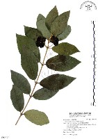 杜虹花，台灣紫珠藏品圖，第1張