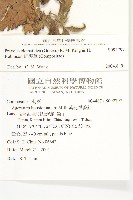 貓腥草藏品圖，第2張