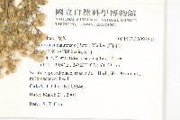 野茼蒿藏品圖，第2張