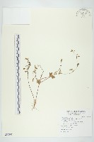 白花牽牛藏品圖，第1張