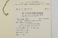 南華南蛇藤，青江藤藏品圖，第2張