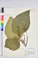 血桐藏品圖，第1張