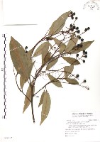 豬腳楠藏品圖，第1張